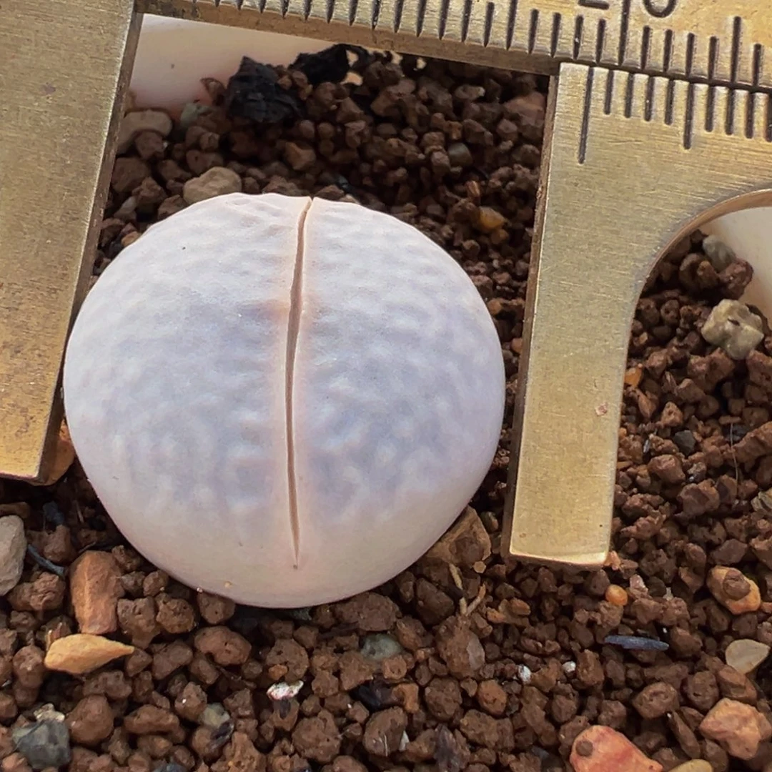 高尔夫多肉植物百科