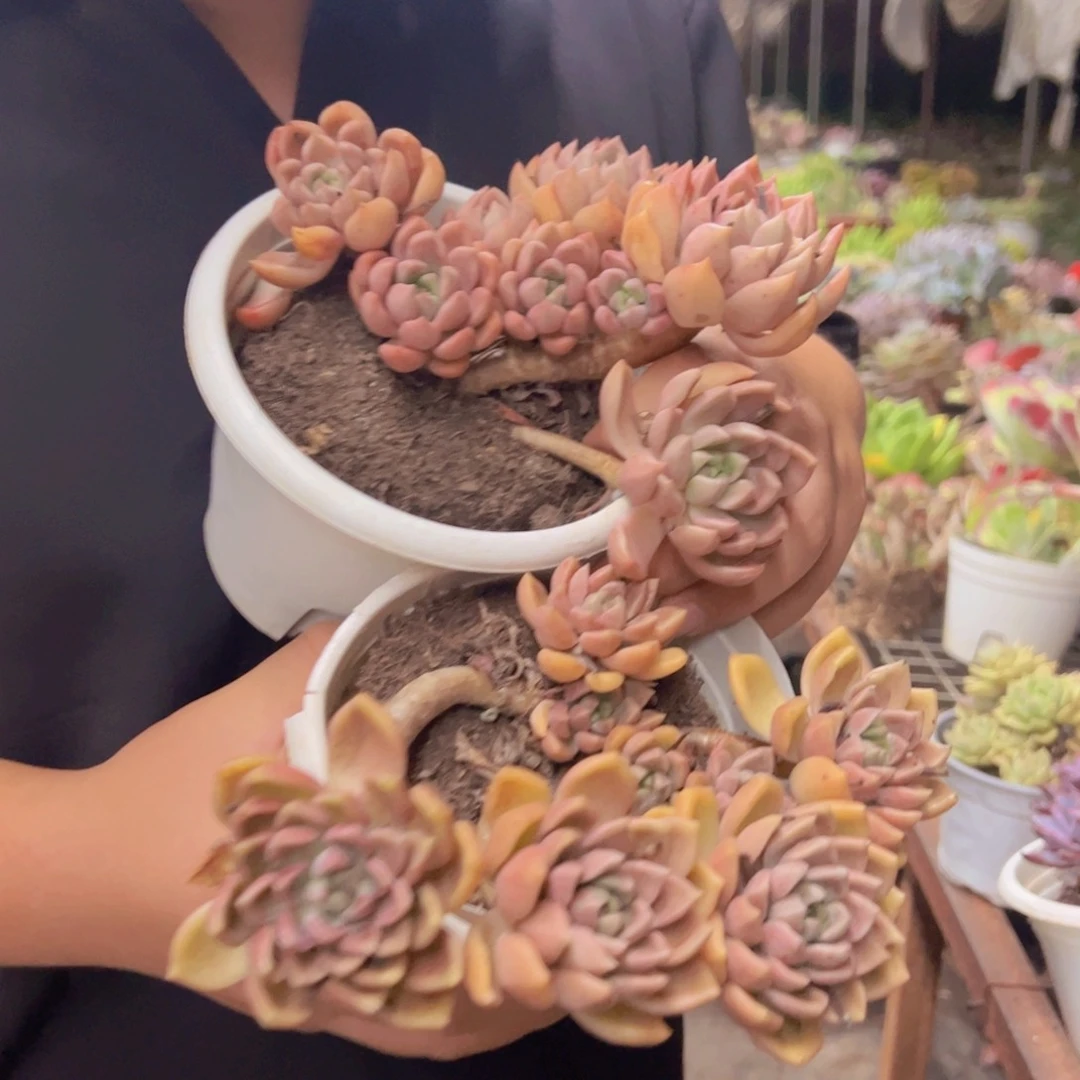 油漆桶整装整群两盆