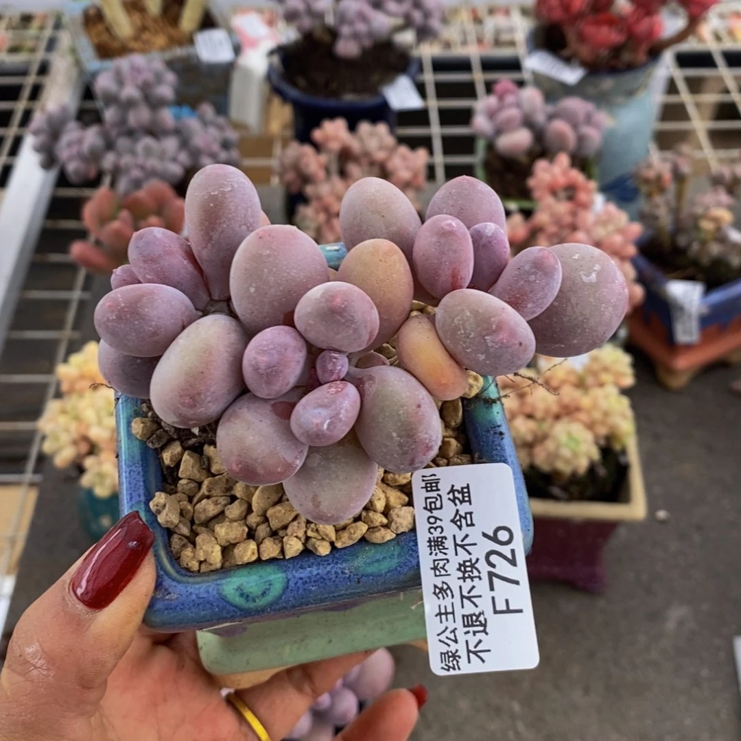 龙*豆蛋黄奶酪726/8c m