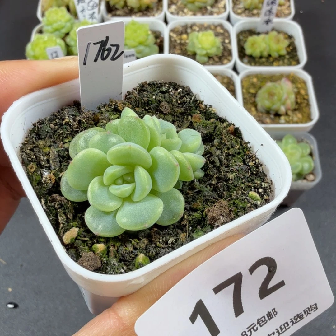 甜心1762双头一物一拍172