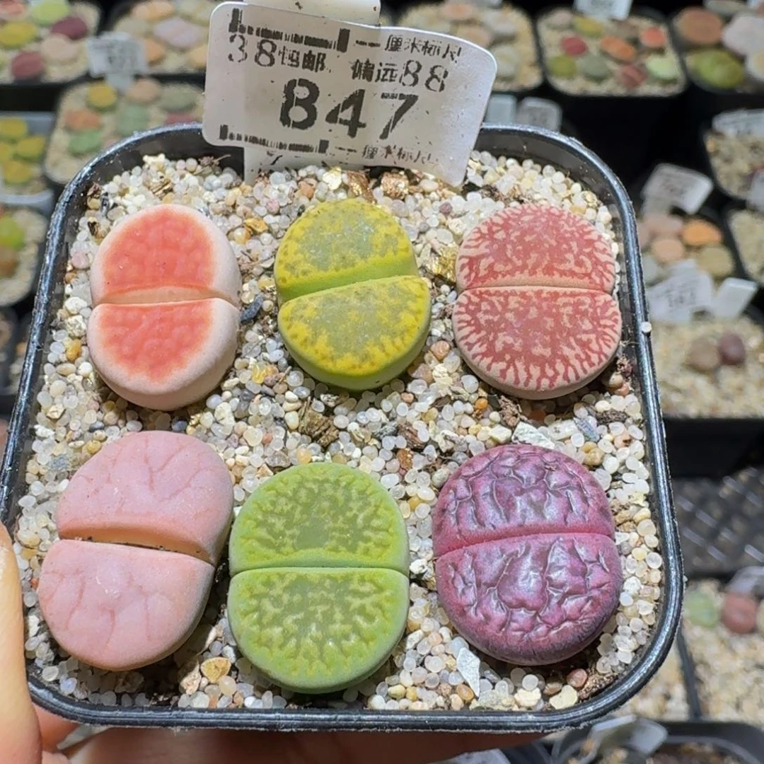 Ssss清棚价便宜847