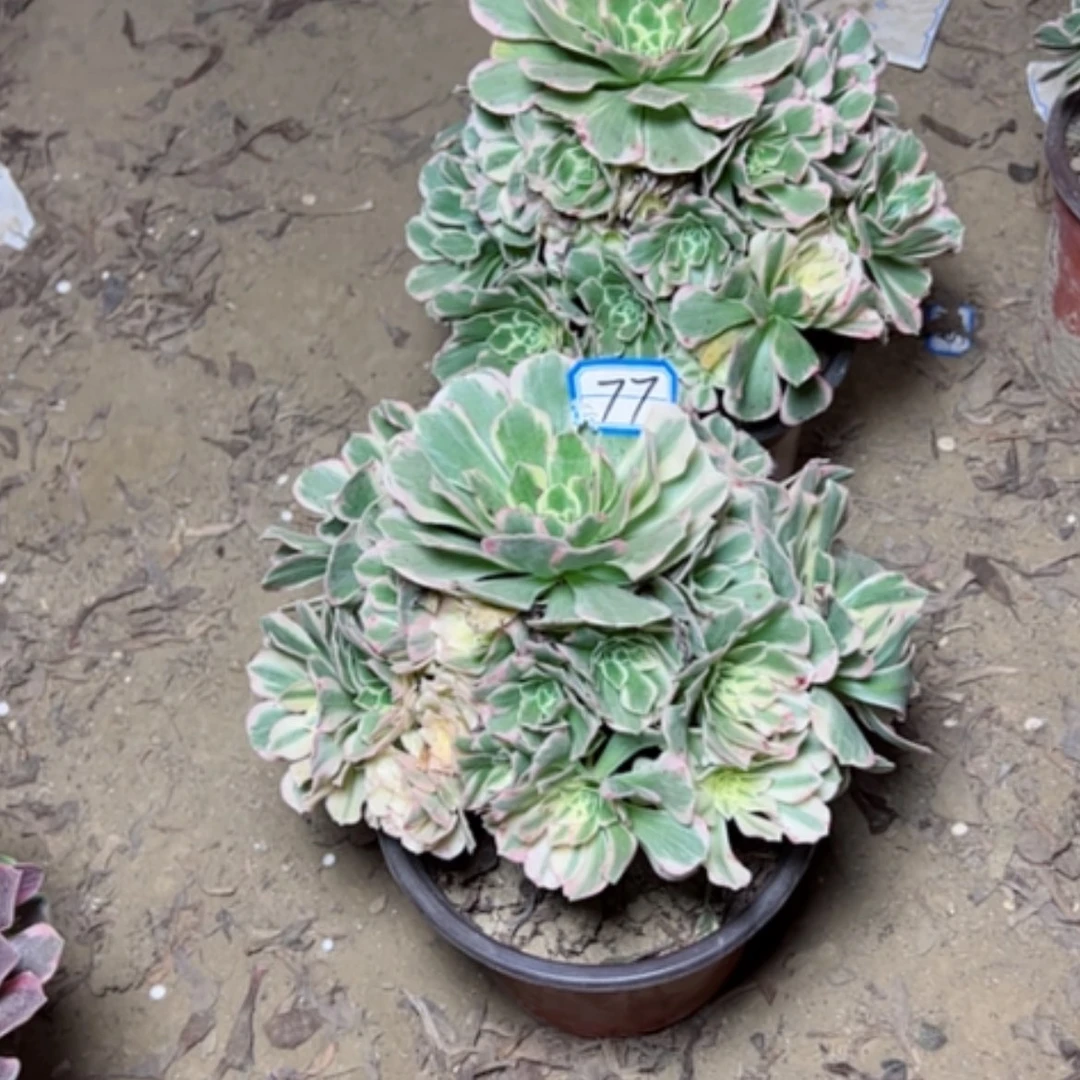 【闪购商品】亦****财断枝包77