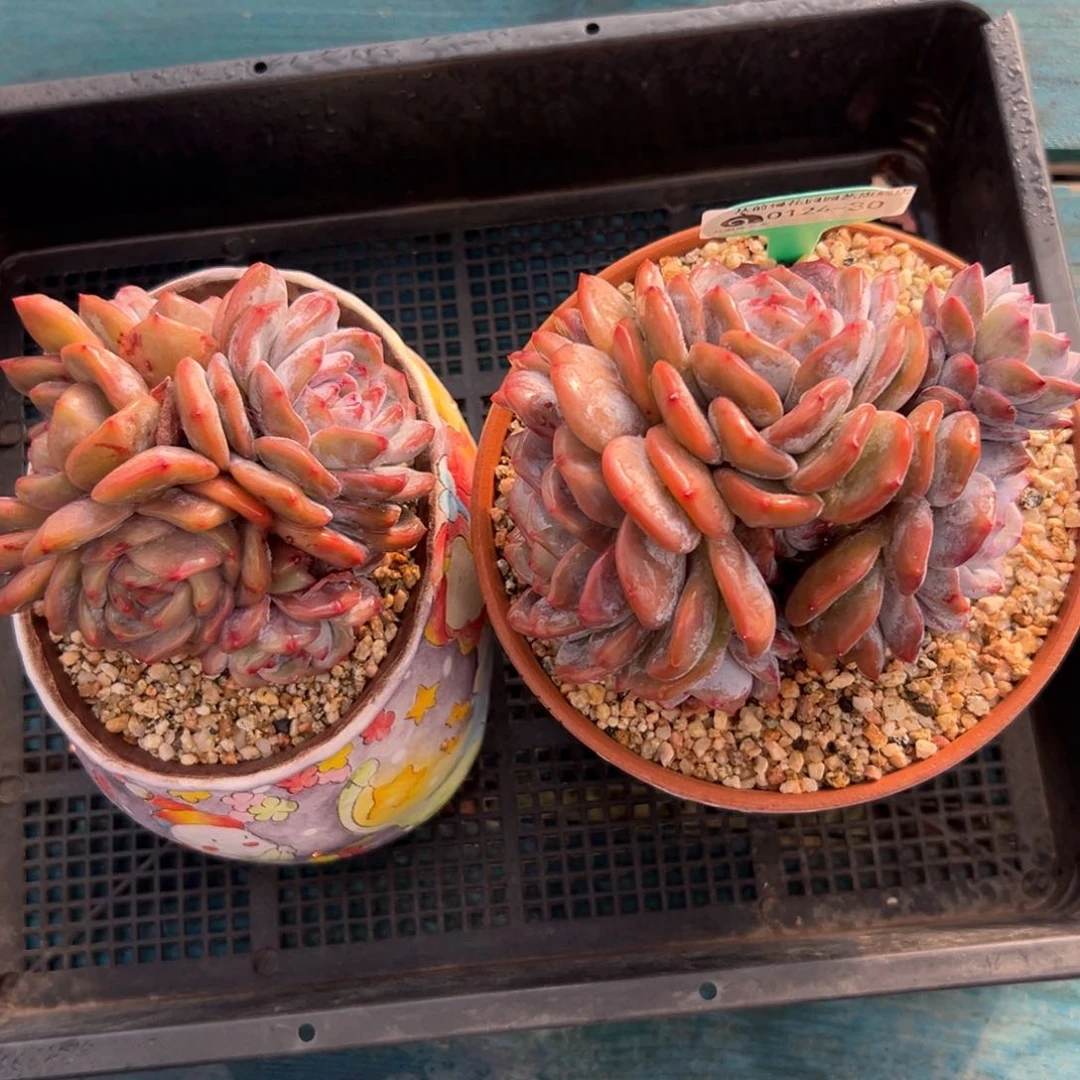 多肉一物一拍0124-30