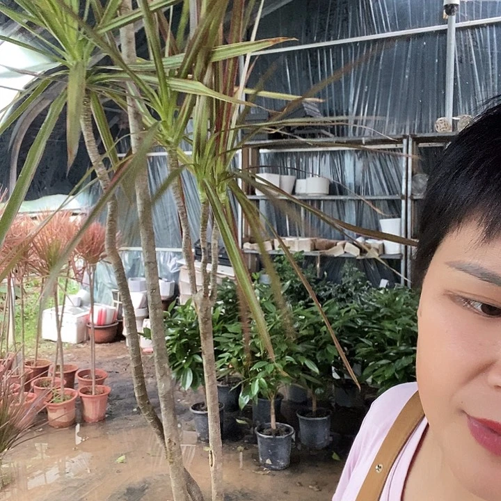 完全开放处理绿叶千年木15的