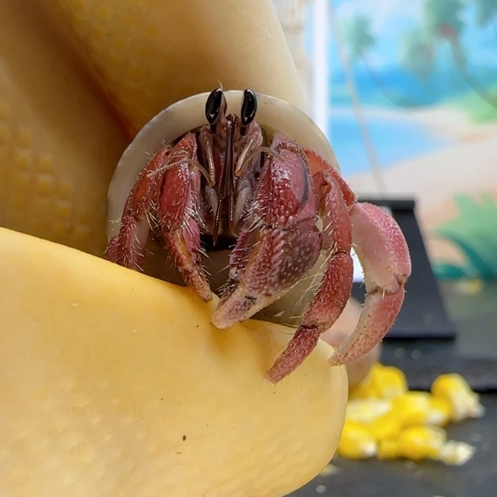 A18紫红 灰白1.3cm口径