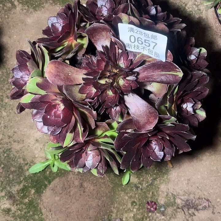 0657黑美人多肉植物