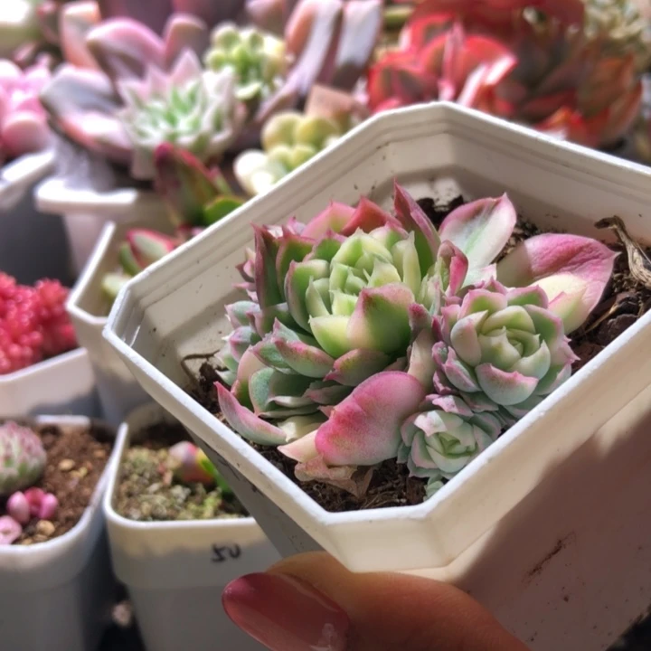 圆梦覆轮锦群生有根