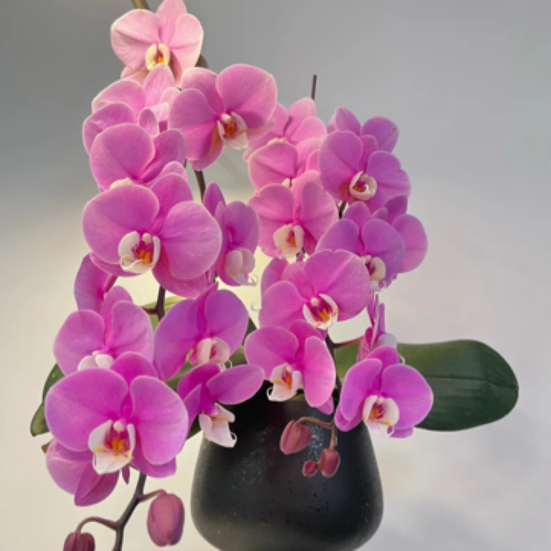 超群赛冰冰1744｜3.0寸蝴蝶兰花苗叶片大易开裂介意慎拍