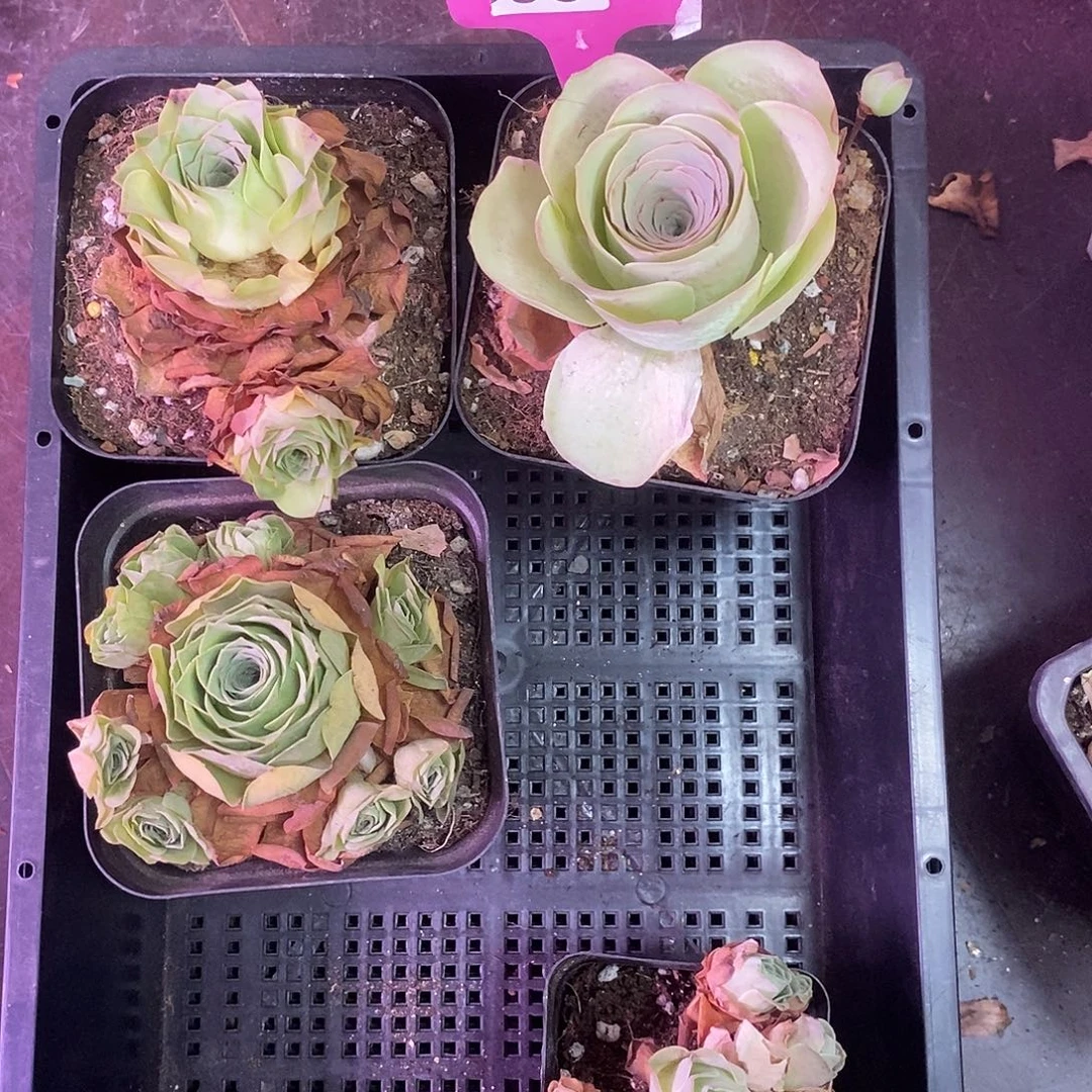 yjj98三颗组合一物一拍