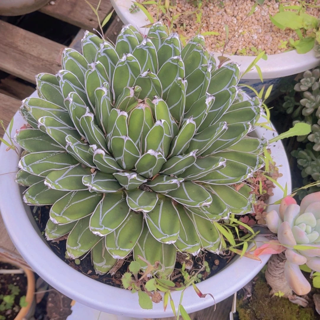 m****多肉植物组合盆栽植物