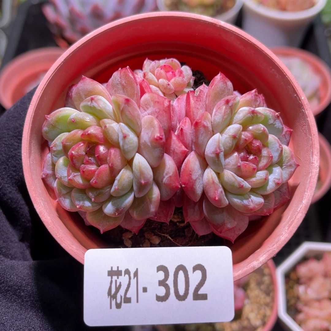 花利美21-302雪颜玉