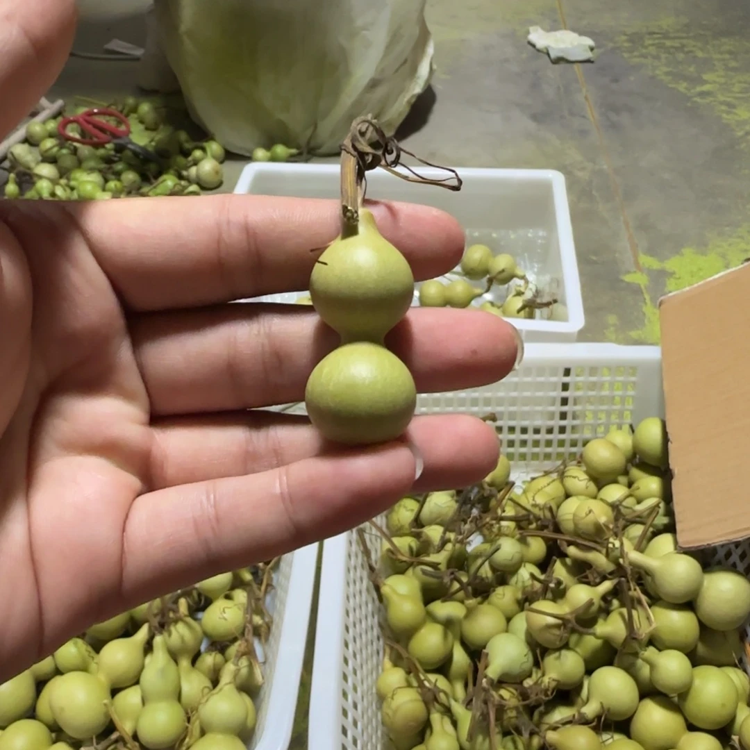 葫芦1111111111111