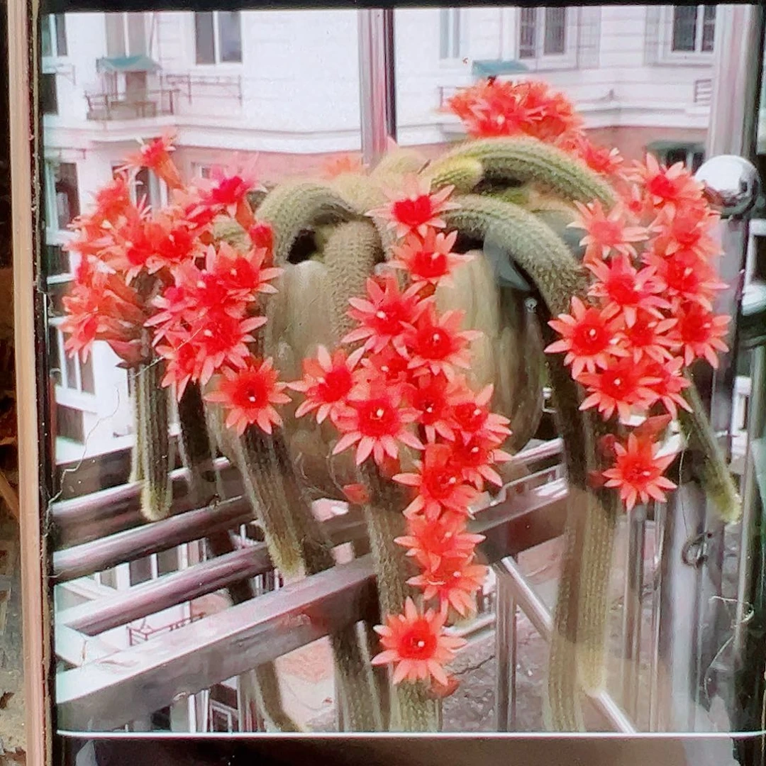 金妞红蜻蜓垂钓侧芽 20 包邮