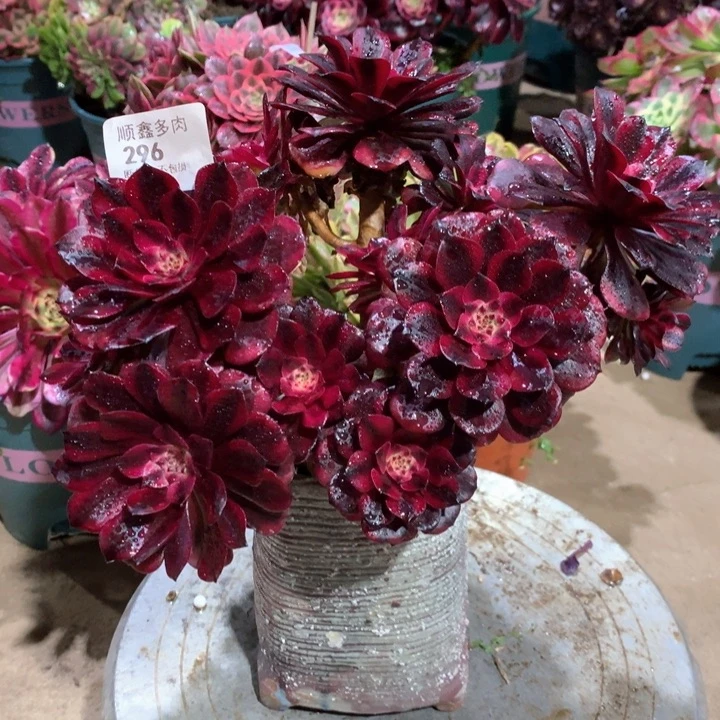 296美肌多肉植物