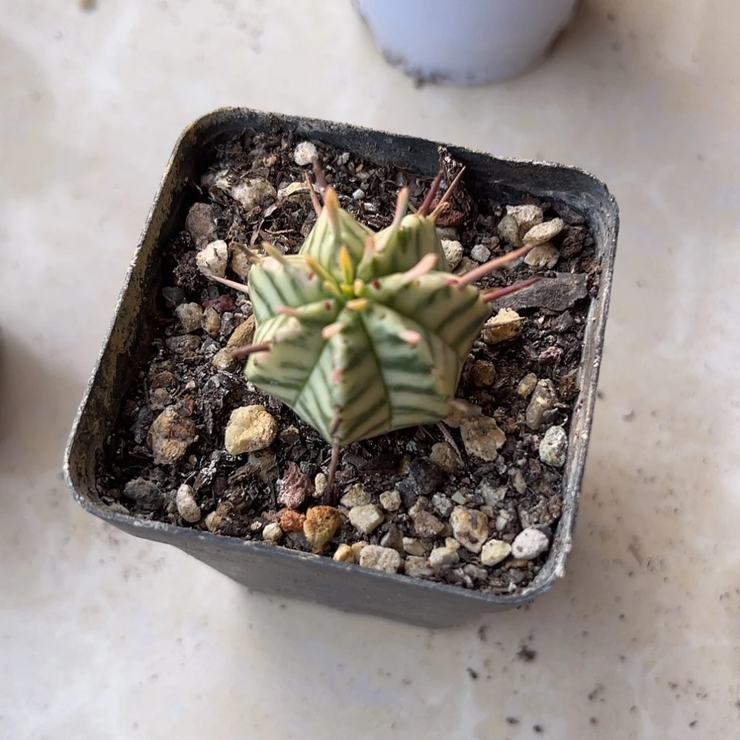 斑马锦仙人球一物一拍