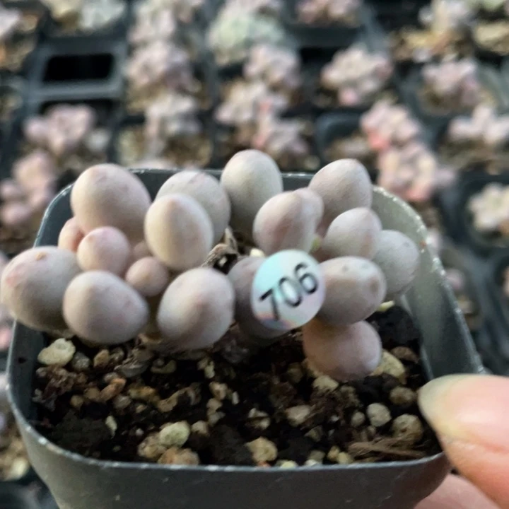 桃花奶酪多肉植物