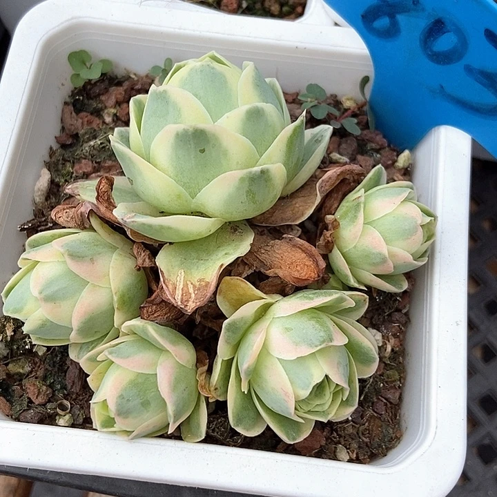 一****多肉植物玫瑰锦803
