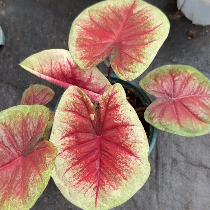 完全开放泰国彩叶芋12