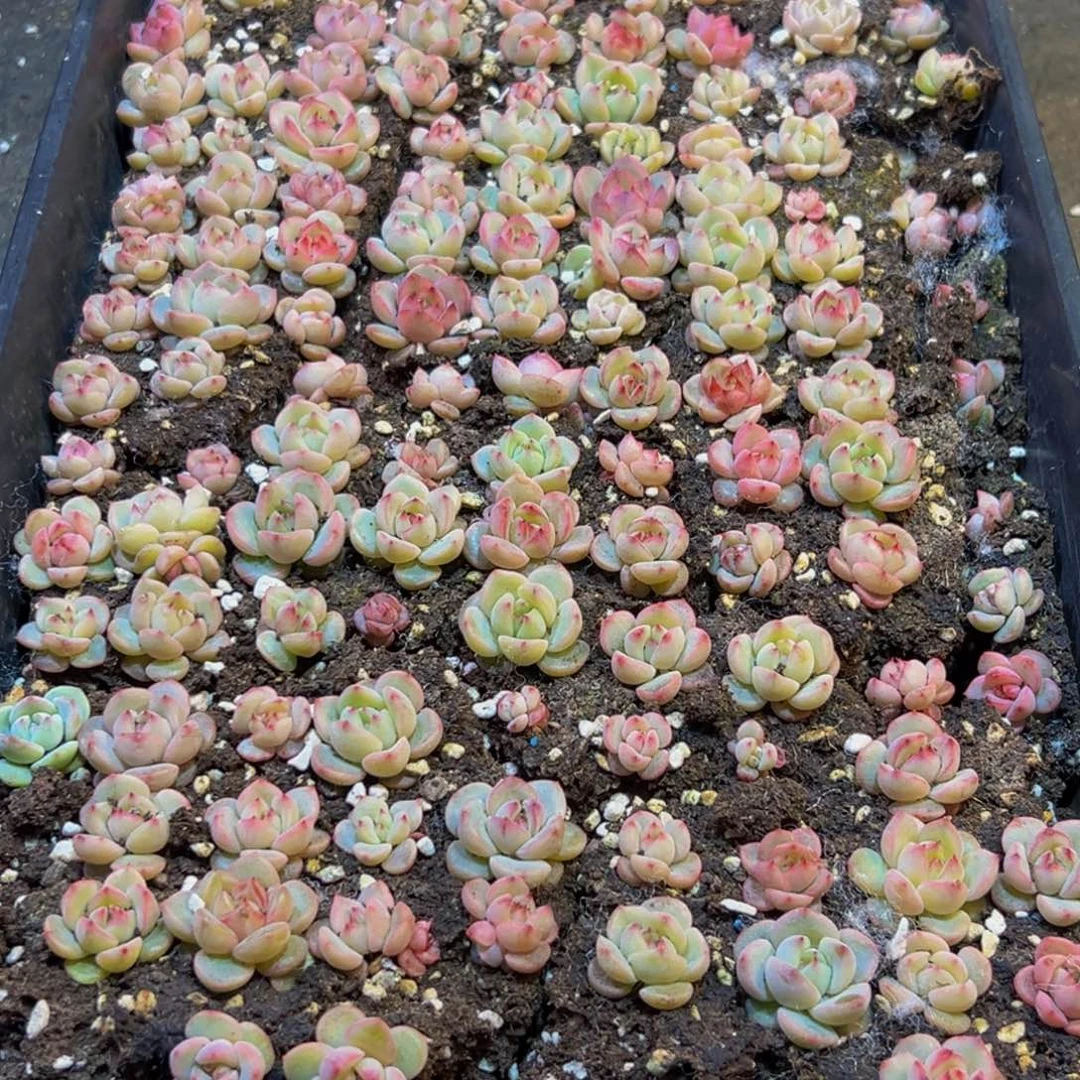 806多肉多肉不包售后