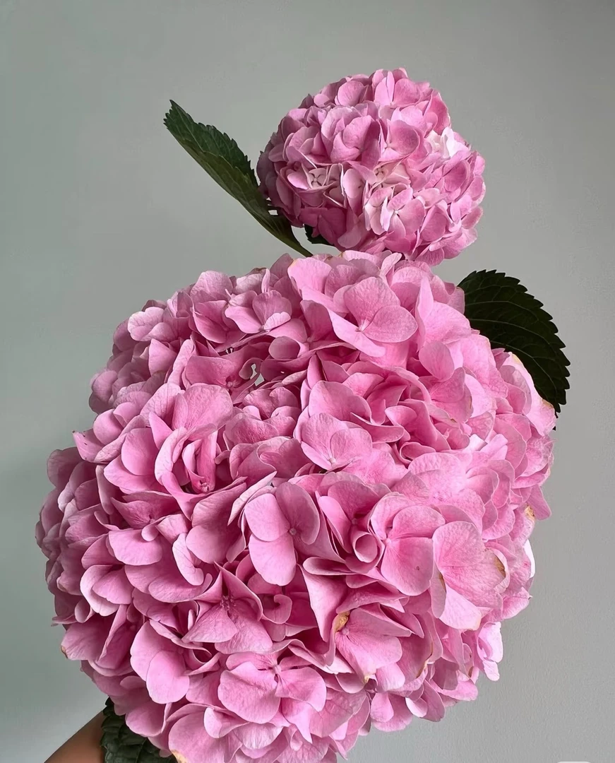 大海粉 超大花球 花期长 可调色盆栽绣球