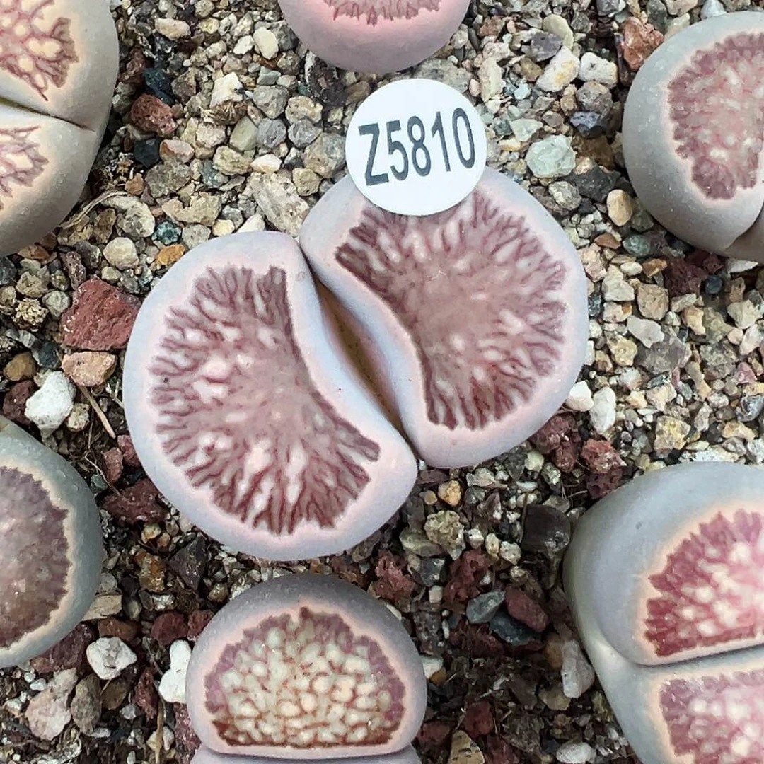 编号Z5810红窗菊