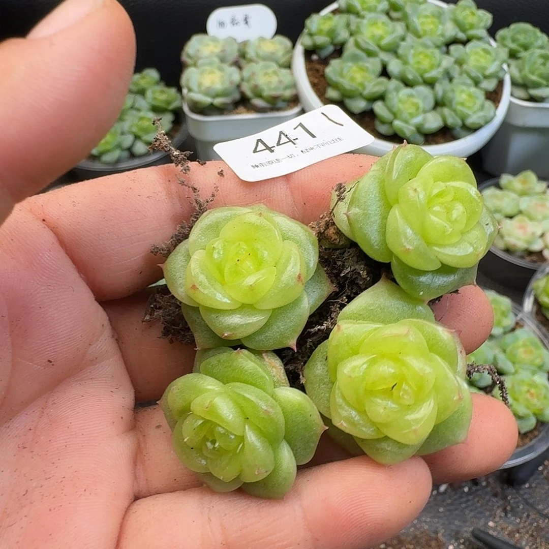 一物一拍一组905-441