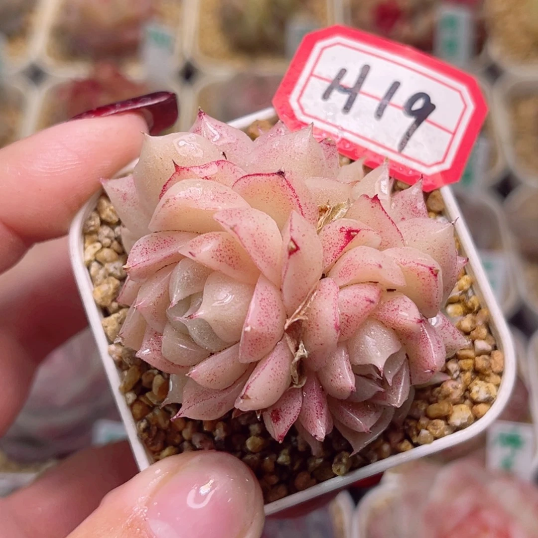 H19一物一拍 波子汽水