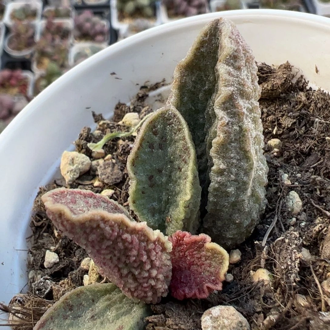 酒红猪肝大苗多肉植物水泡