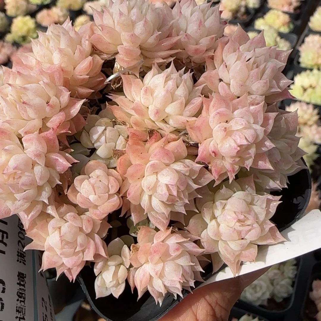 花语逸镜0119-150散