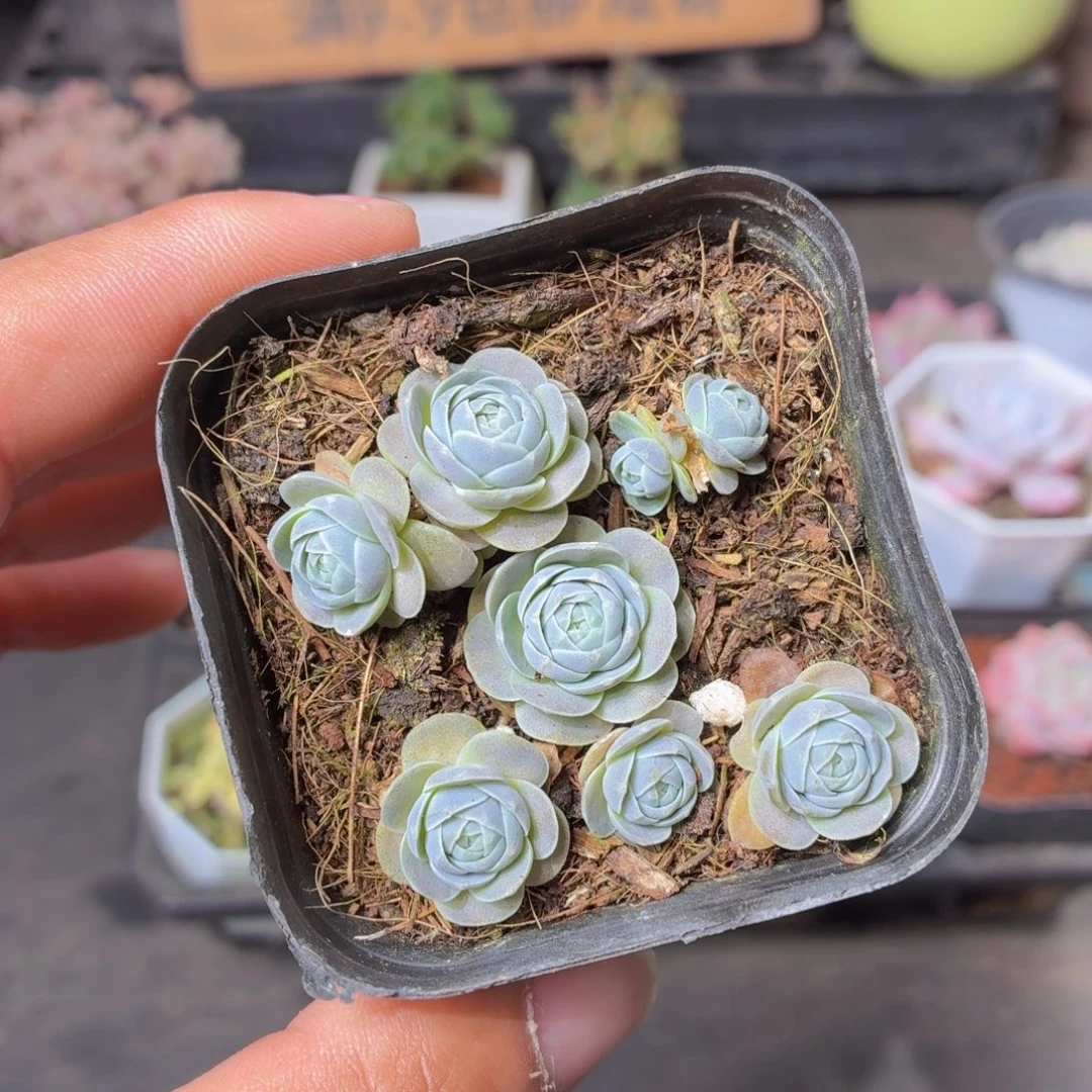 子持莲华多肉9.9包邮发货