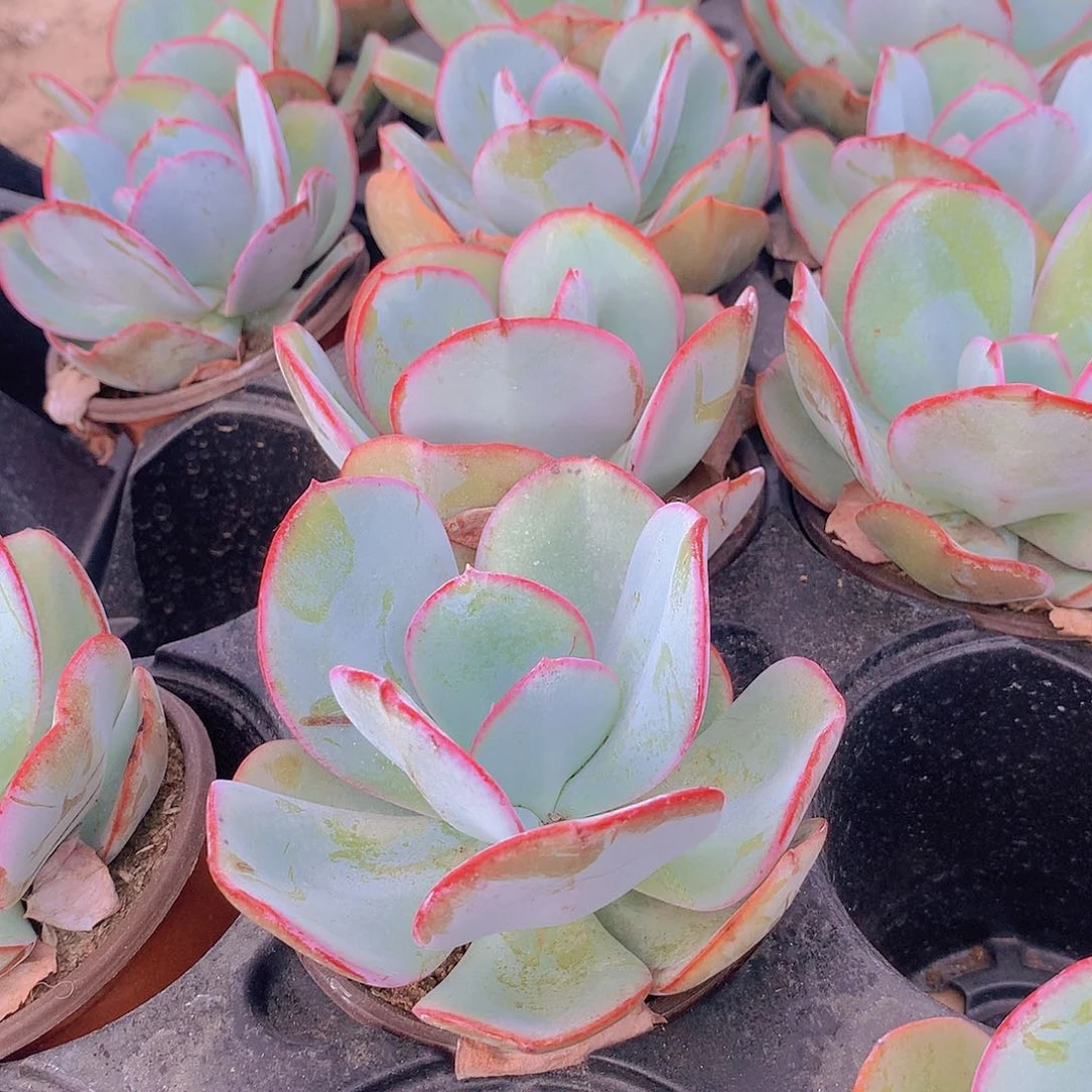 布鲁克林2456789999999