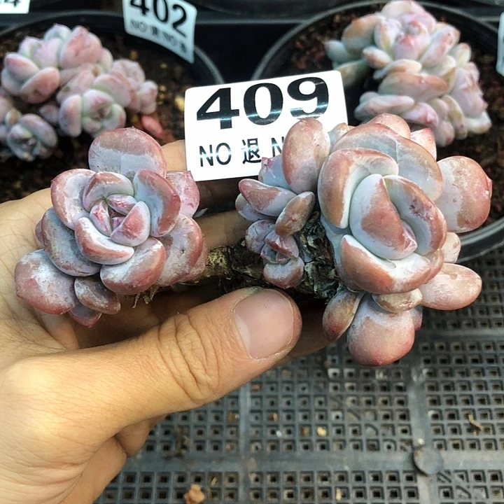 星影石榴籽福利出咯 409