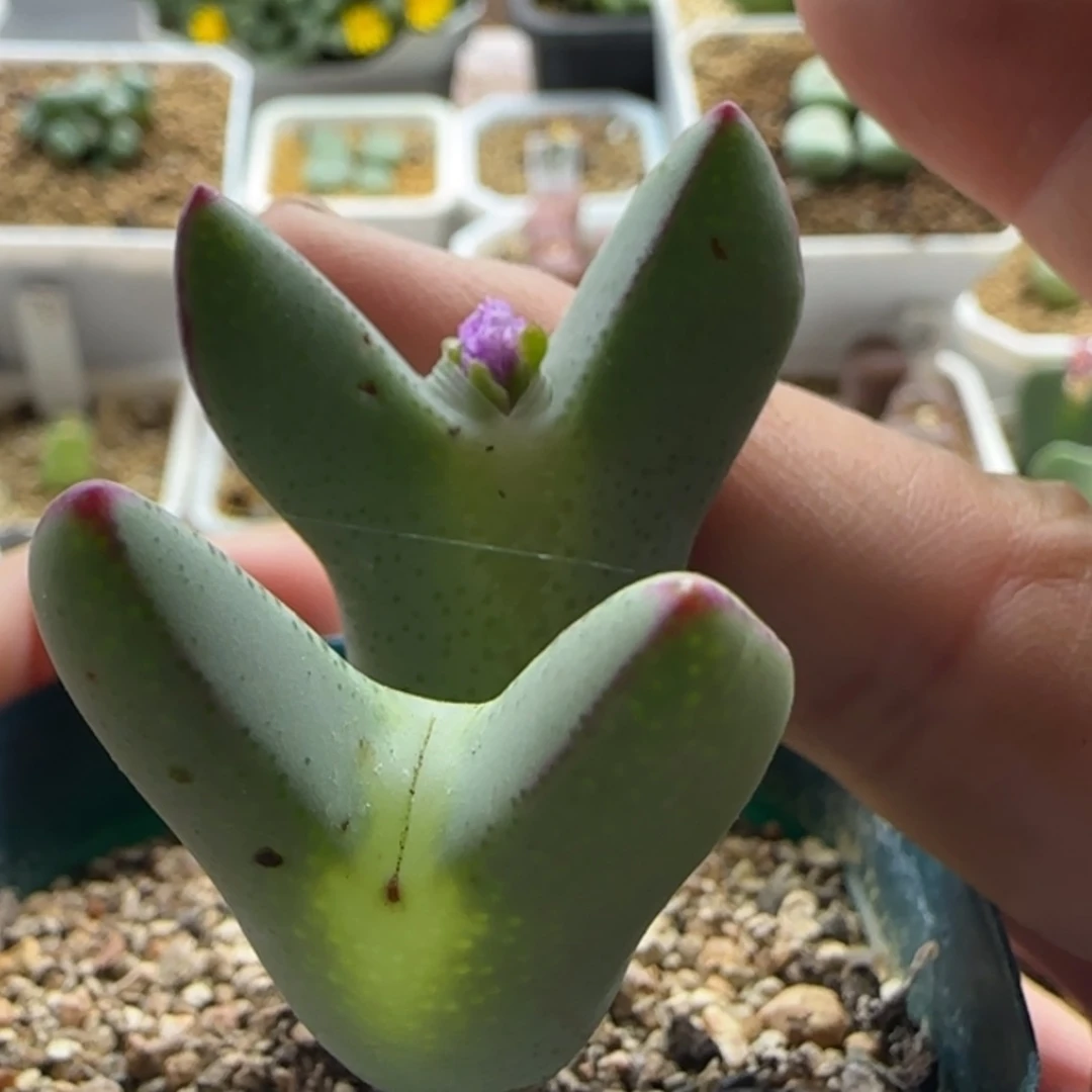 【闪购商品】19469