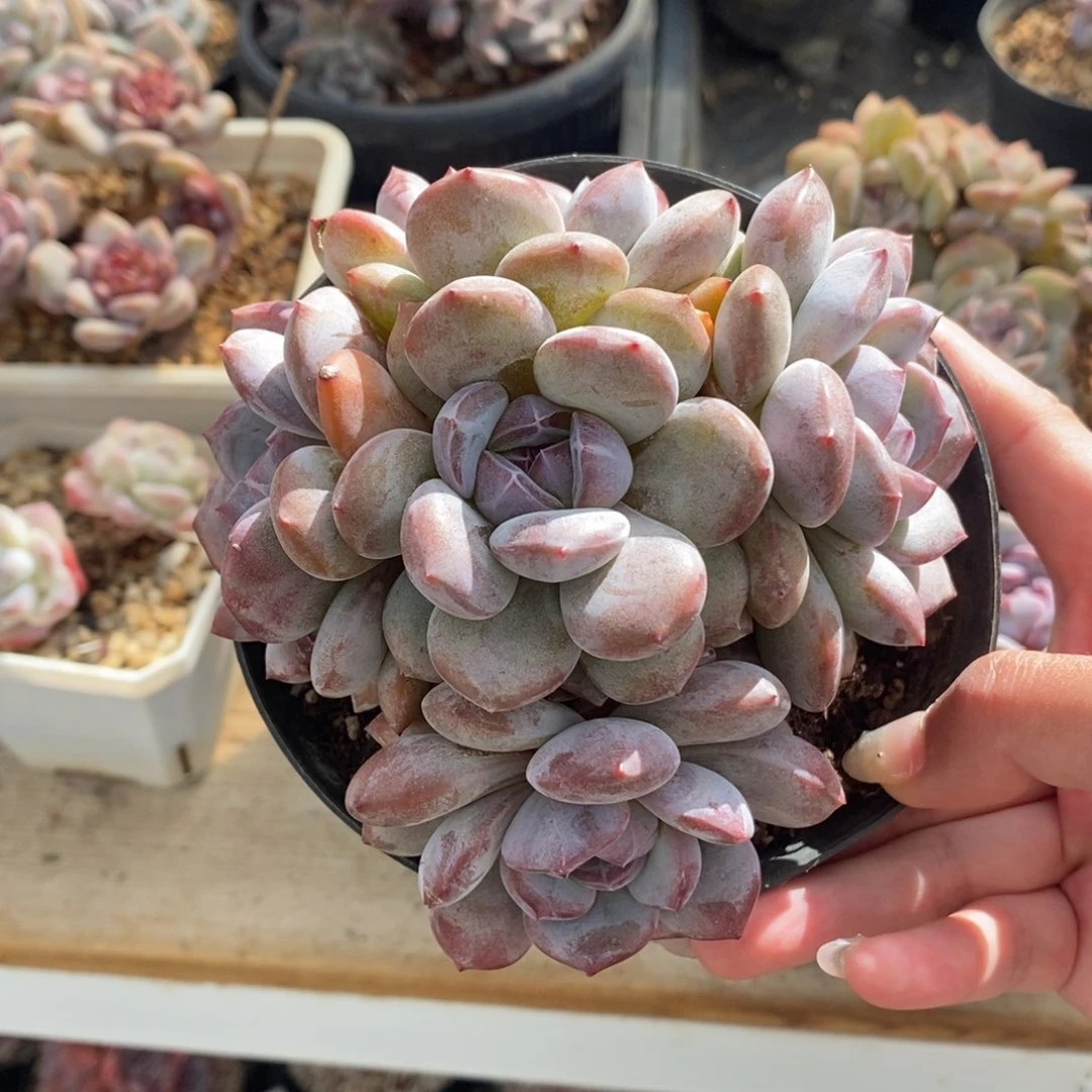 五头绿底紫心小包子