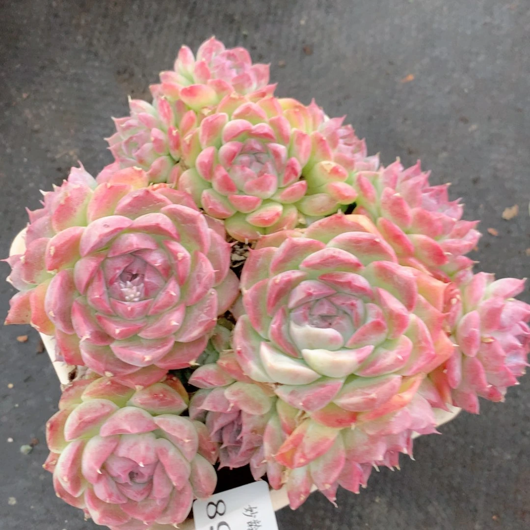 8973不包整散掉头特价处理