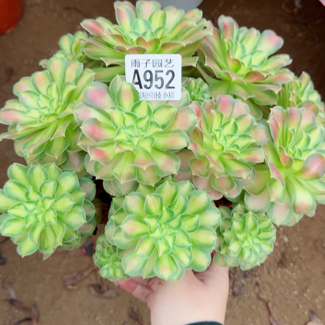 韶华多肉植物952号