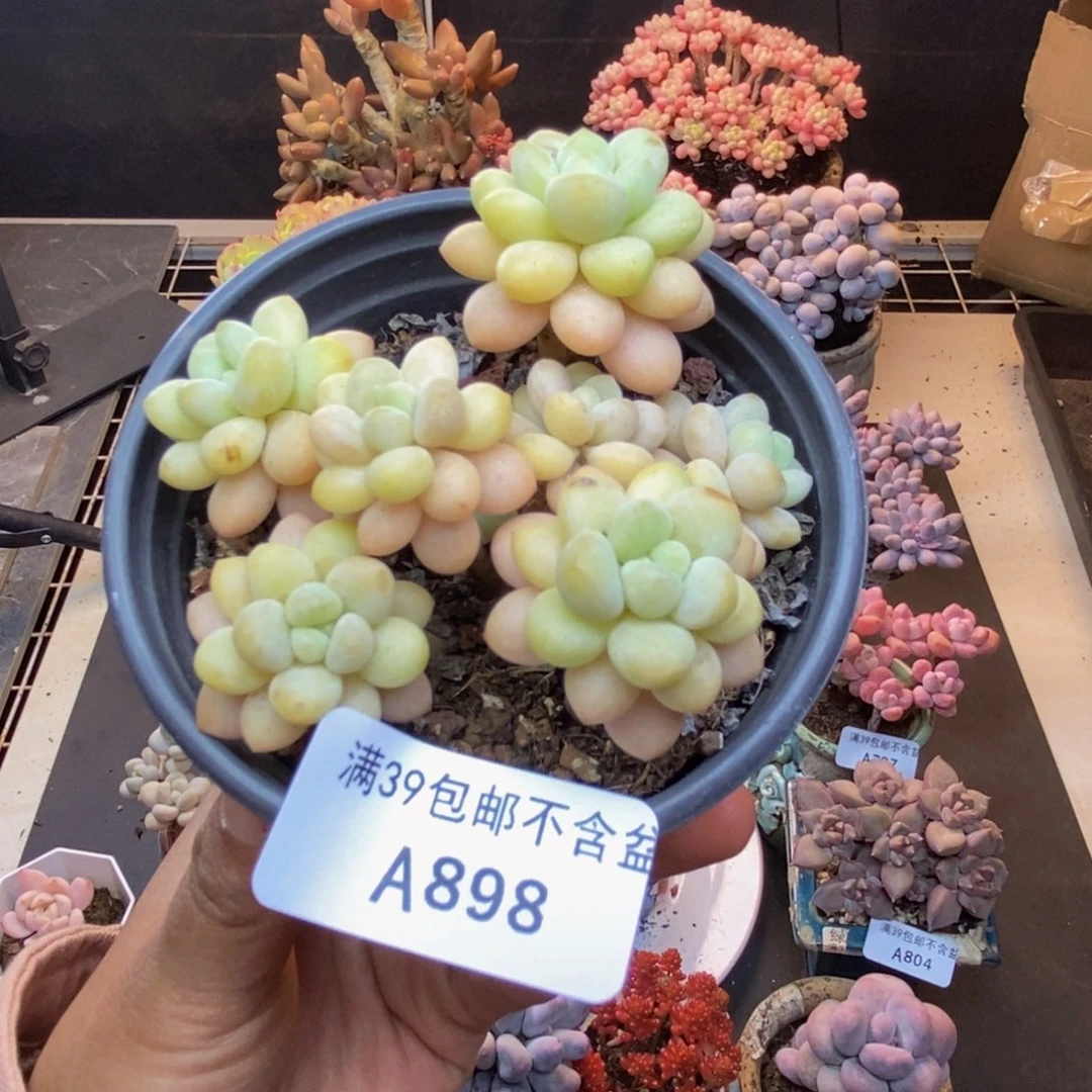 898洛可可多肉7c m