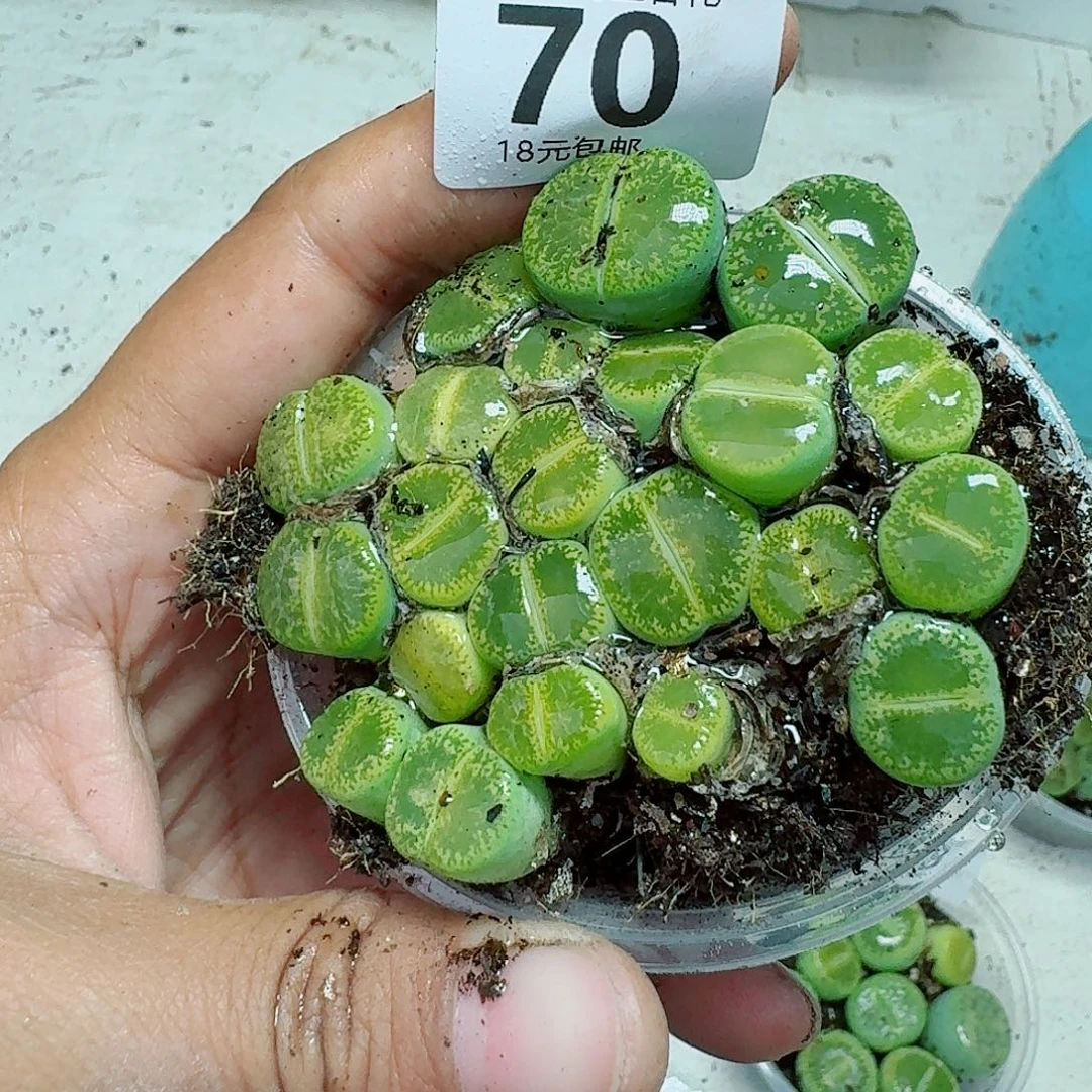 70多肉植物多肉植物