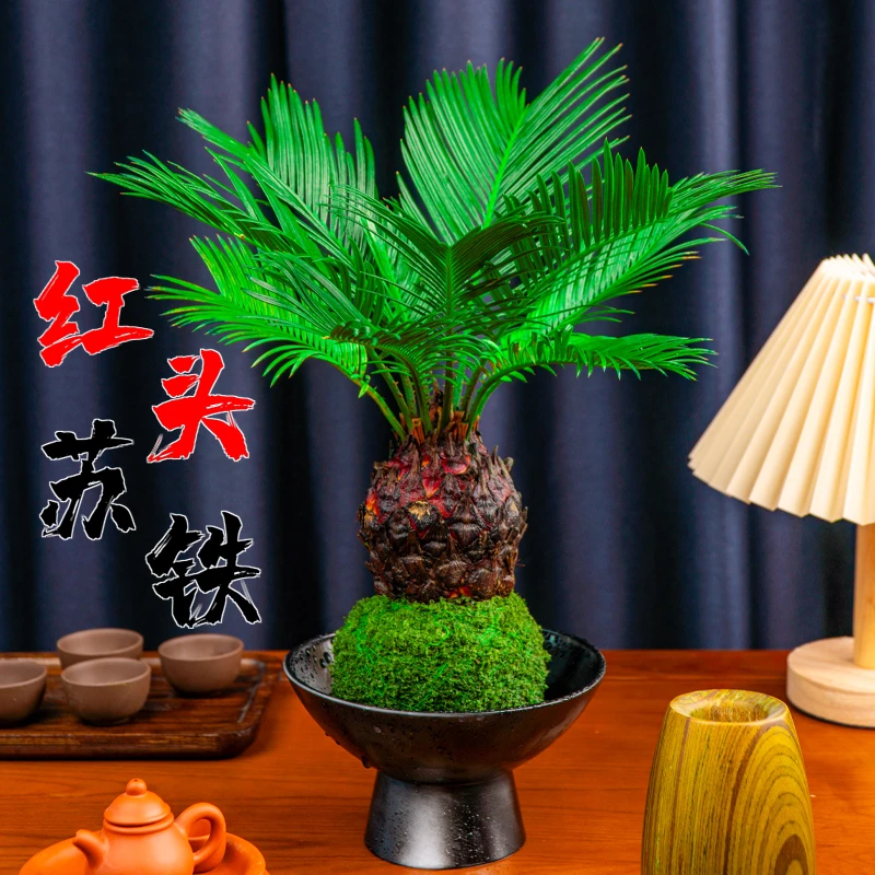 苔藓球铁树室内外桌面创意盆栽好养易活四季常青水培绿植茶桌新宠