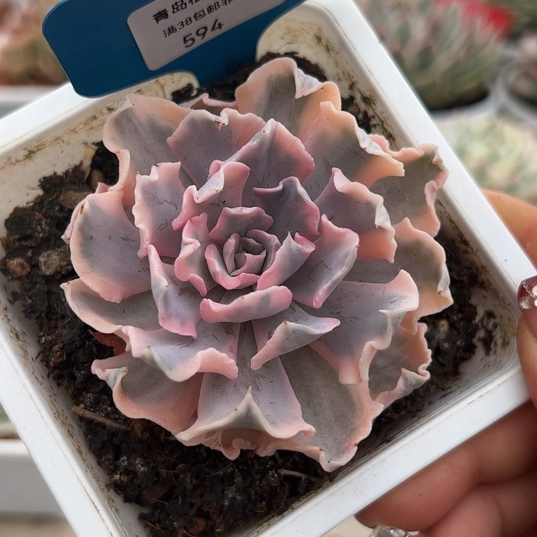 0594利比里亚锦多肉植物