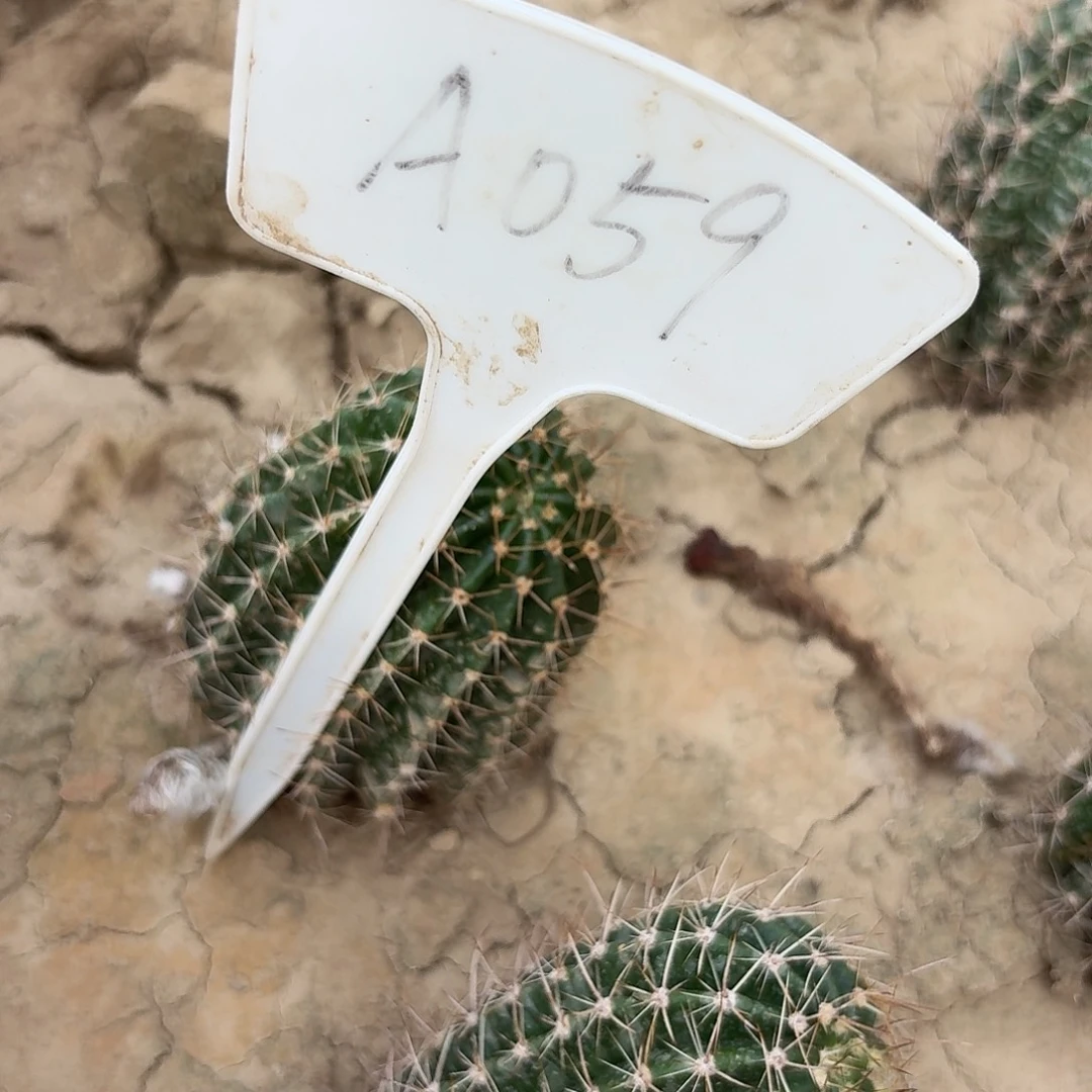 晴****A059,热加瑕疵歪头