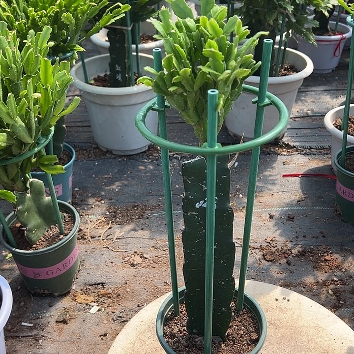 得***正028蟹爪兰原土带花架