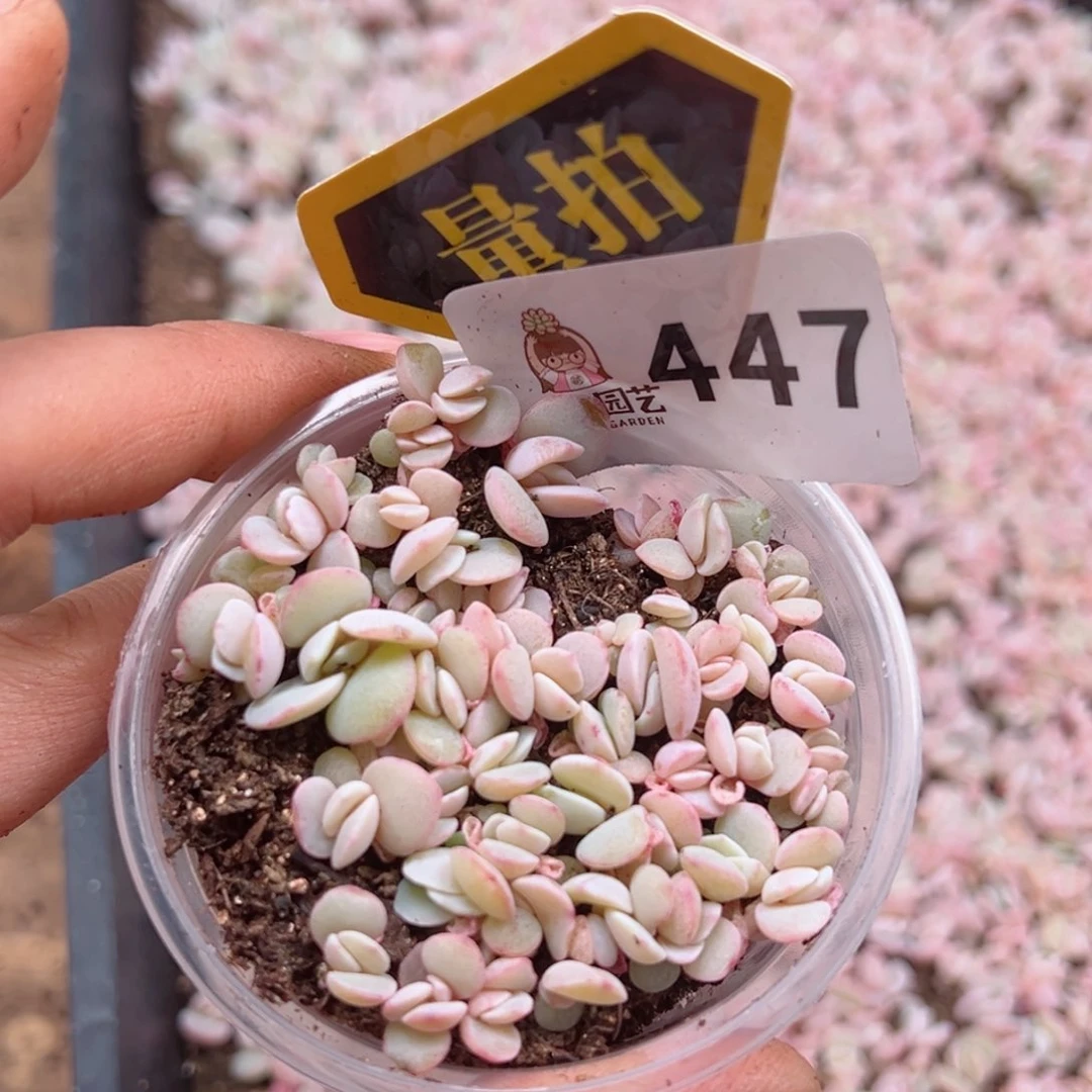 多肉植物多肉植物