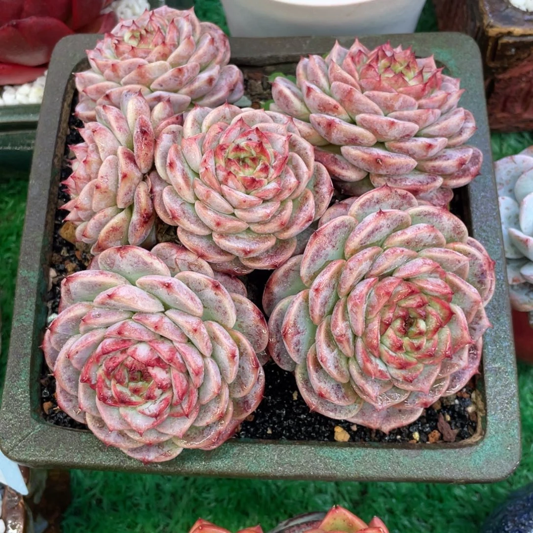 多肉植物盆栽多肉植物