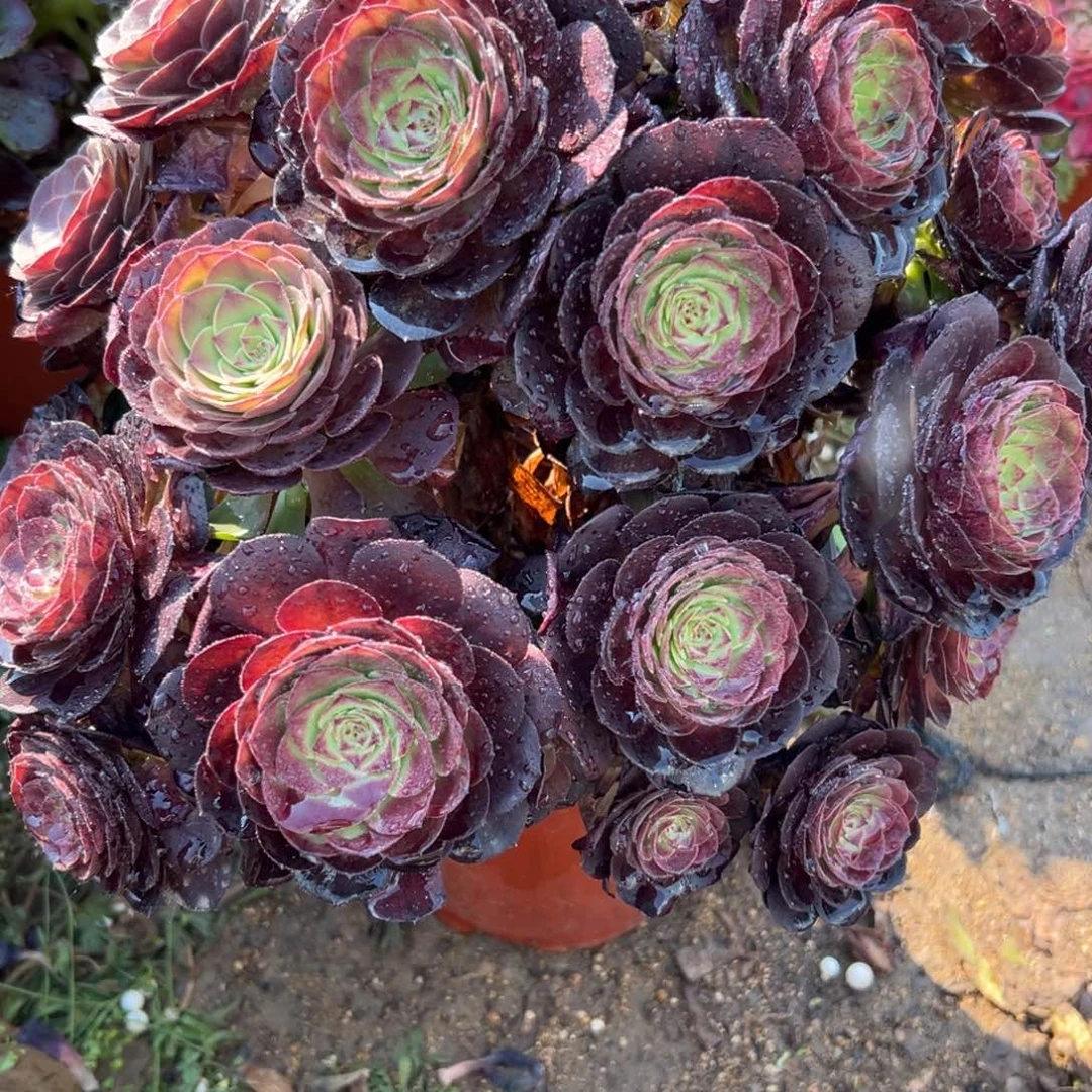 15黑魔多肉植物系
