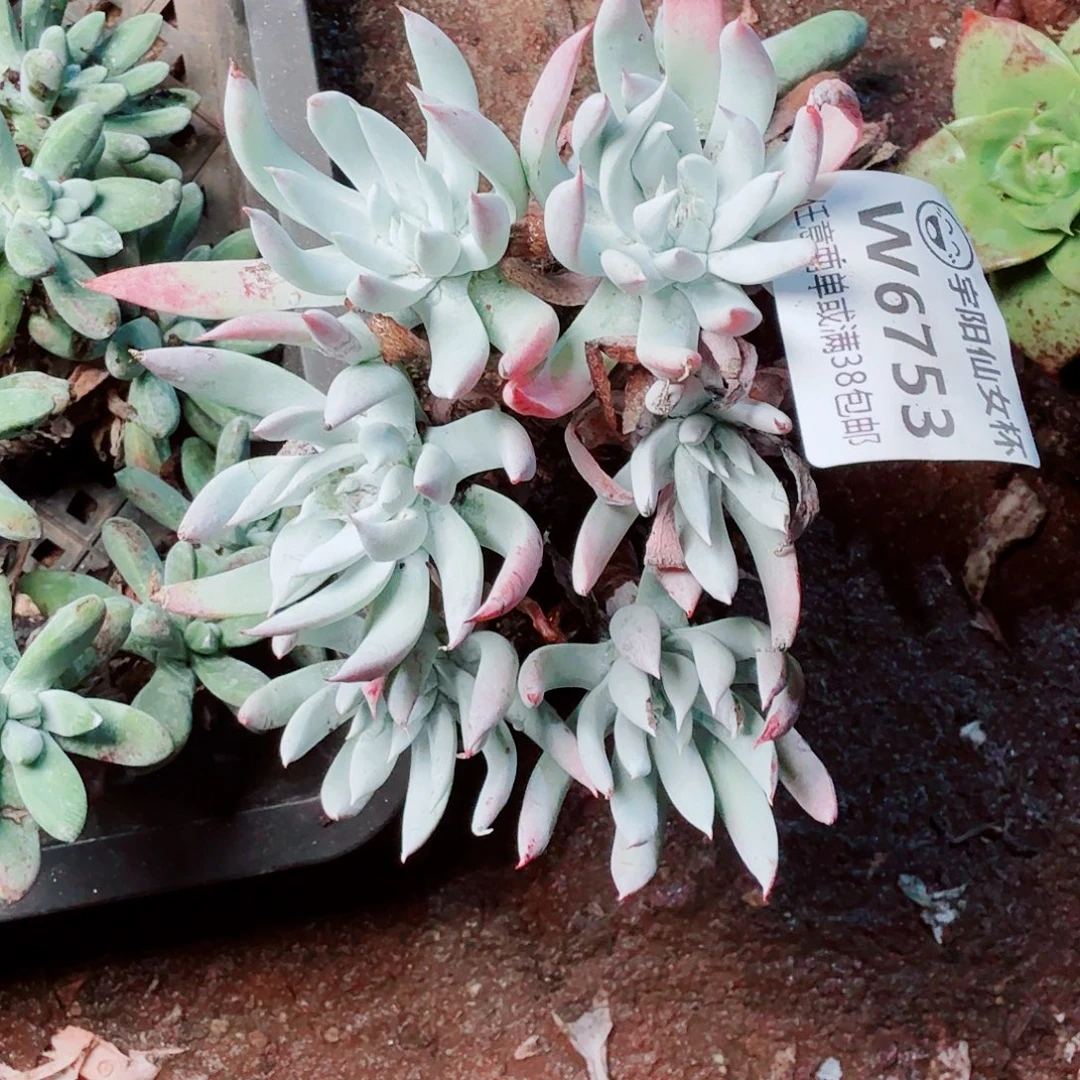 6753奴婢仙女杯多肉