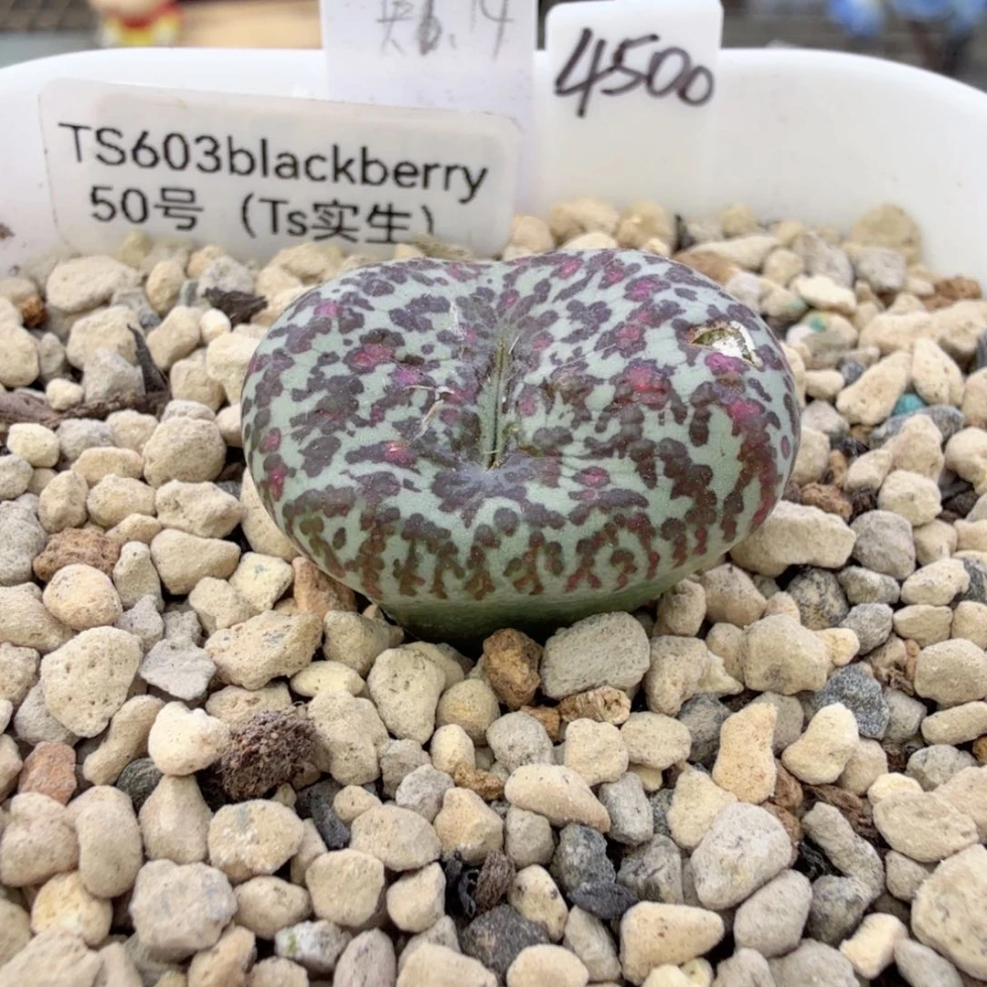 1-5-c8 ts603 50号实生 红纹流水