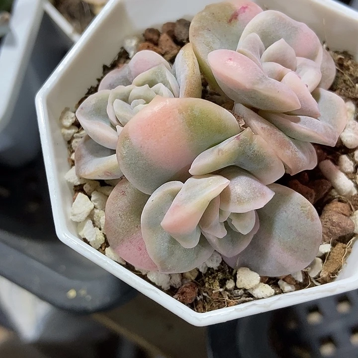多肉植物可爱玫瑰锦3164