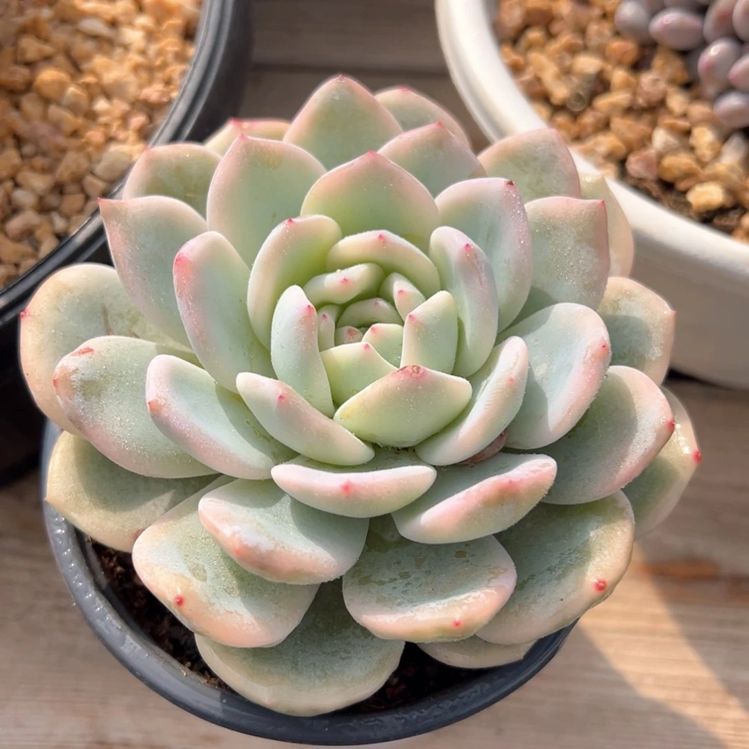 橙梦露锦多肉植物