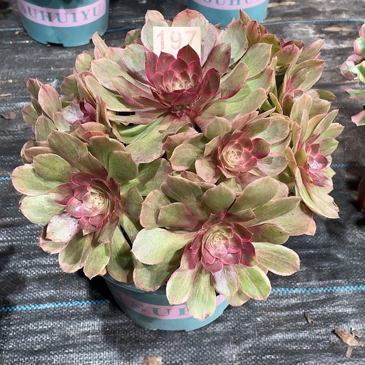 莲花座197  冠幅27